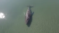 Prečo sa nepodarilo zachrániť veľrybu Timmyho: tragédia v Baltskom mori