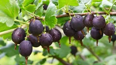 Suseda prišla o úrodu egreše kvôli jednej chybe – rozoberieme to, aby sa to nezopakovalo