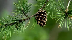 Borovicové šišky nie sú odpad: takto sú užitočné v záhrade