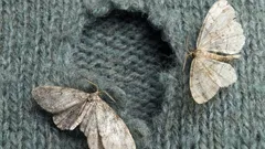 Odkiaľ sa vlastne v dome berú mole?