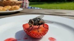 Mucha sa posadila na jedlo – dá sa to jesť? Lekári odpovedali