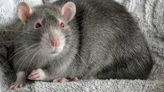 Potkan v dome: problémy, na ktoré nie je nikto pripravený