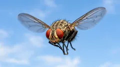 Prečo sú muchy také vytrvalé – vedci vysvetlili skutočnú príčinu