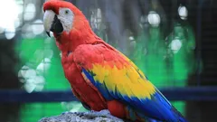 Všimli ste si, že vášmu papagájovi vypadávajú perie? Tu je vysvetlenie