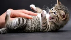 Mačka ukazuje brucho a hryzie: skrytý signál, ktorý takmer všetci zle interpretujú